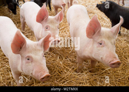 Drei Ferkel kleine rosa Schweine mit erhobenen Ösen in die gleiche Richtung schauen und stehend auf Heu in einer Farm Stockfoto