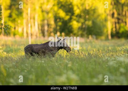 Junge Elch Kuh (Alces alces) Stockfoto