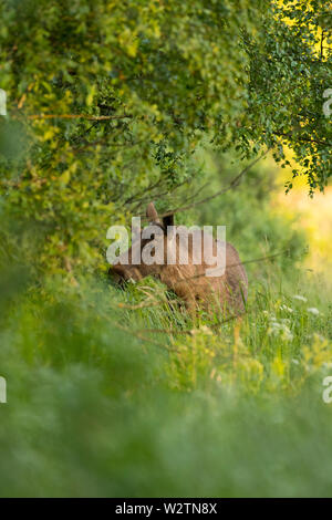 Junge Elche (Alces alces) Stockfoto