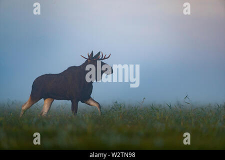 Elch stier (Alces alces) im Nebel Stockfoto