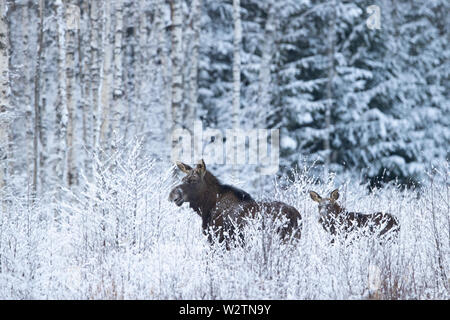 Weibliche Elch (alces alces) mit einem Kalb Stockfoto