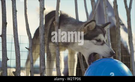 Der Hund nagt die Kugel. Wenig Siberian Husky Welpen. Husky und blaue Kugel. Stockfoto