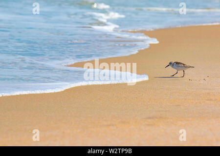 Sandpiper Jagd in den Sand entlang der Florida Küste im Playalinda Strand, Canaveral National Seashore. Stockfoto