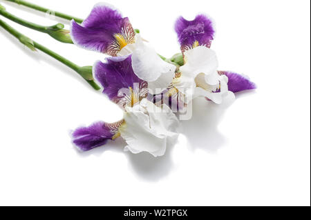 Blumenstrauß aus lila Iris auf einem weißen Hintergrund. Isoliertes Objekt Stockfoto