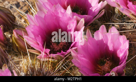 Erdbeere hedgehog Cactus Blumen an den Organ Pipe cactus National Monument im Arizona Stockfoto