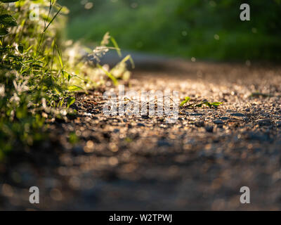 Bild der Waldboden mit verschwommenen Hintergrund und Partikel in der Luft Stockfoto