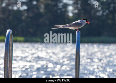 Eine Flussseeschwalbe ruht mit einem Hering in seinem Mund, in den Schären gefangen wurde. Stockfoto