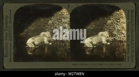 Taschenlampe wilde Elche in der Maine Wald, von Robert N Dennis Sammlung von stereoskopische Ansichten Stockfoto