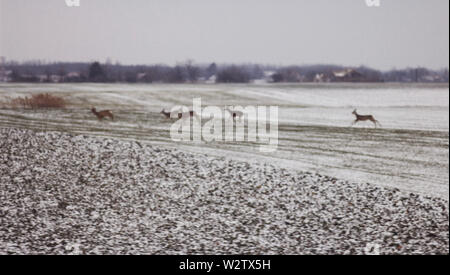 Herde von Deer Run auf der nebligen Bereich im Schnee am Morgen bedeckt Stockfoto