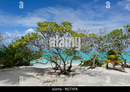 Angesichts der niedrigen Küstenvegetation im weißen Sand vor der türkisfarbenen Lagune von Aitutaki, Cook Inseln, Polynesien Stockfoto