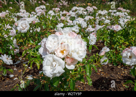 Weiß bis rosa halbgefüllt floribunda Strauch Rose "Gute" (Harwanted) im Sommer, von Frau Greville Garten, Polesden Lacey, Surrey Stockfoto