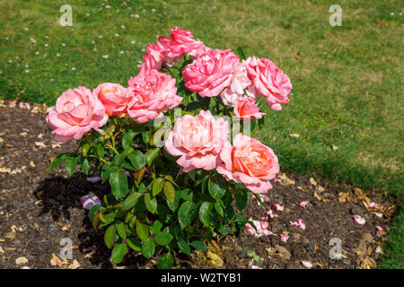 Rosa Hybrid Tea strauch Rose' Schöne Lady' in Blüte im Sommer im Garten von Frau Greville, Polesden Lacey, Great Bookham, Surrey Stockfoto