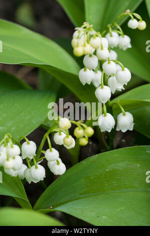 Convallaria majalis Lily-of-the-Valley in der Nähe Dieses ist eine Pflanze, die für Ground Cover verwendet werden können oder in einem schattigen Grenze es vollkommen winterhart ist angebaut werden Stockfoto