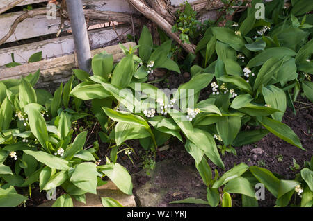 Convallaria majalis Lily-of-the-Valley in einem Grenzgebiet Dieses ist eine Pflanze, die für Ground Cover verwendet werden können oder in einem schattigen Grenze es vollkommen winterhart ist angebaut werden Stockfoto