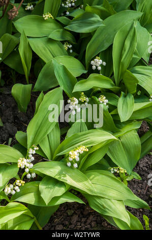 Convallaria majalis Maiglöckchen Diese immergrüne Pflanze kann für Bodenbedeckung verwendet werden oder in einem schattigen Rand angebaut werden Sie ist vollkommen winterhart Stockfoto