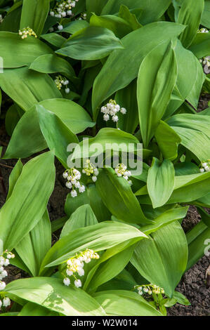 Convallaria majalis Maiglöckchen Diese immergrüne Pflanze kann für Bodenbedeckung verwendet werden oder in einem schattigen Rand angebaut werden Sie ist vollkommen winterhart Stockfoto