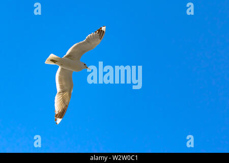 Möwe im Flug gegen ein strahlend blauer Himmel, wie es aussieht für Hering in die Schären. Stockfoto