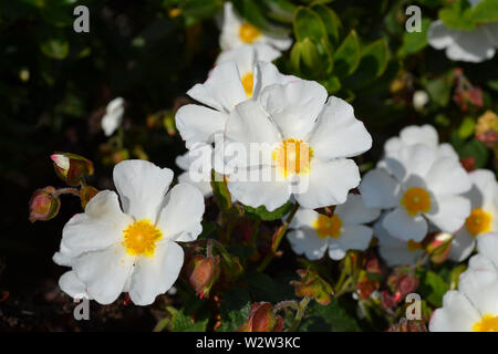 Sageleaf Rock Rose blühen in den sonnigen Tag im Garten, Salbei-leaved Rock Rose, Cistus salviifolius, immergrüne Pflanze. Stockfoto