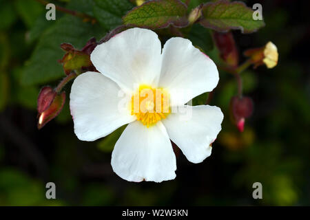 Sageleaf Rock Rose blühen in den sonnigen Tag im Garten, Salbei-leaved Rock Rose, Cistus salviifolius, immergrüne Pflanze. Stockfoto