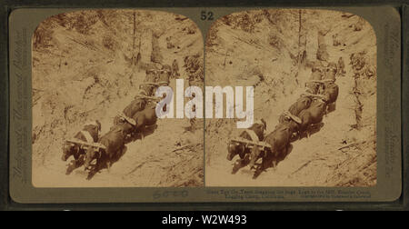 Riesige Tex Ochsen Team ziehen der riesige Protokolle zur Mühle, Boulder Creek, Logging Camp, Kalifornien, von Robert N Dennis Sammlung von stereoskopische Ansichten Stockfoto