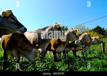 Jersey Kühe neugierig an der Börse Fechten Stockfoto