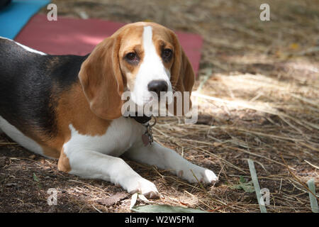 Nahaufnahme von einem niedlichen Beagle liegen neben der Herrin während einer Yogastunde Stockfoto