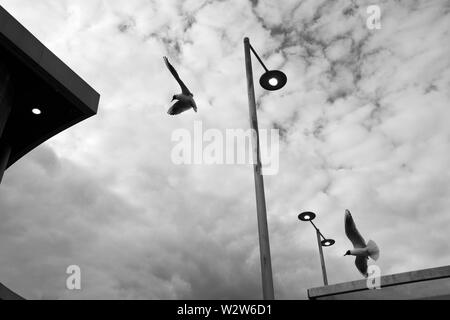 Möwen im Flug gegen eine atmosphärische, bewölkt, Schwarzweiß, schwarz-weißen Himmel, unter Straße Beleuchtung und Gebäude tops am Newport Busbahnhof Stockfoto