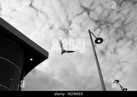 Möwen im Flug gegen eine atmosphärische, bewölkt, Schwarzweiß, schwarz-weißen Himmel, unter Straße Beleuchtung und Gebäude tops am Newport Busbahnhof Stockfoto