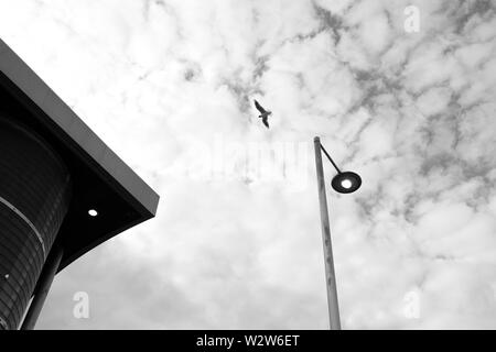 Möwen im Flug gegen eine atmosphärische, bewölkt, Schwarzweiß, schwarz-weißen Himmel, unter Straße Beleuchtung und Gebäude tops am Newport Busbahnhof Stockfoto