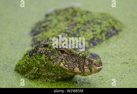 Südostasiatischer Wassermonitor (Varanus salvator macromaculatus) aus Bangkok, Thailand. Stockfoto