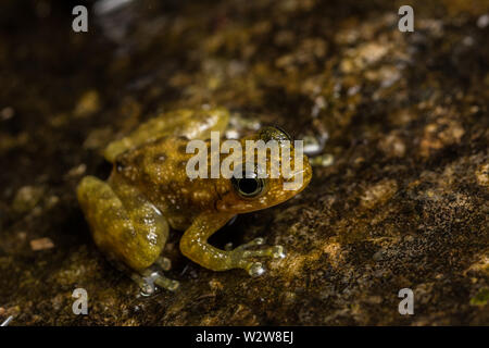 Hong Kong Kaskade Frosch (Amolops hongkongensis) aus Hong Kong, Hong Kong. Stockfoto
