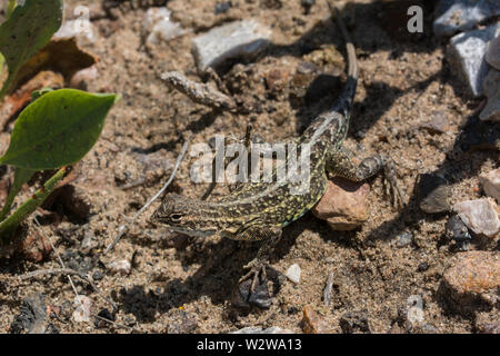 Weniger Earless Lizard (Holbrookia maculata) von Weld County, Colorado, USA. Stockfoto