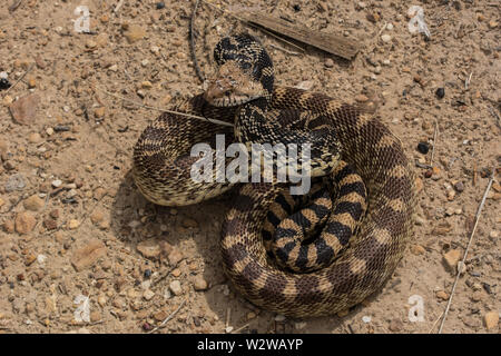 Bullsnake (Pituophis catenifer Sayi) von Otero County, Colorado, USA. Stockfoto