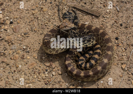 Bullsnake (Pituophis catenifer Sayi) von Otero County, Colorado, USA. Stockfoto