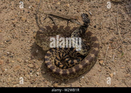 Bullsnake (Pituophis catenifer Sayi) von Otero County, Colorado, USA. Stockfoto