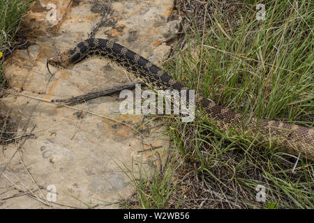 Bullsnake (Pituophis catenifer Sayi) von Otero County, Colorado, USA. Stockfoto