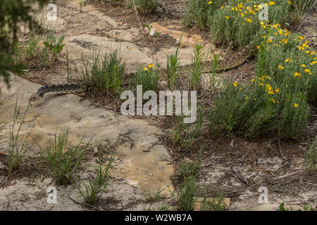 Bullsnake (Pituophis catenifer Sayi) von Otero County, Colorado, USA. Stockfoto