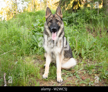 Sable German Shepherd Dog Portrait draußen Sitzen Stockfoto