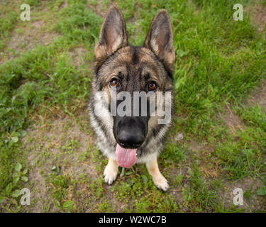 Sable German Shepherd Dog Portrait draußen Sitzen Stockfoto