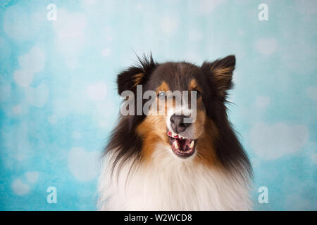 Ziemlich reinrassige Shetland sheepdog, lustige Gesichter im Studio auf einem blauen und weißen Herzen Hintergrund Stockfoto