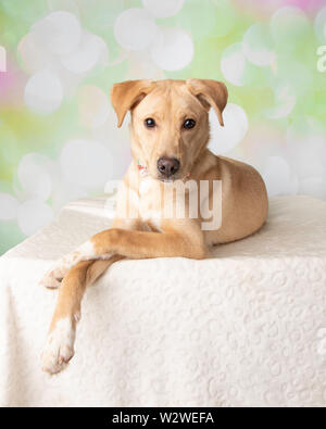 Labrador Mix Dog Portrait mit bunten Hintergrund Liegend Stockfoto