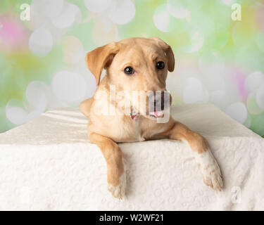 Labrador Mix Dog Portrait mit bunten Hintergrund Liegend Stockfoto