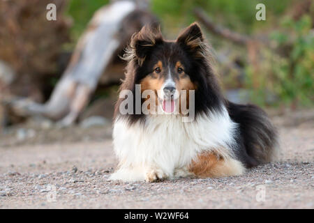 Shetland Sheepdog im Sommer draußen bei Sonnenuntergang Stockfoto
