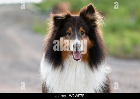 Shetland Sheepdog im Sommer draußen bei Sonnenuntergang Stockfoto