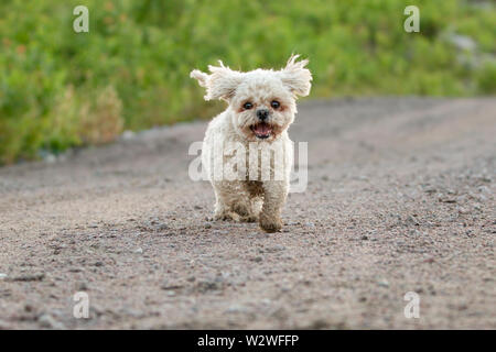 Bichon Frise Shih Tzu Mix läuft im Sommer im Freien Stockfoto