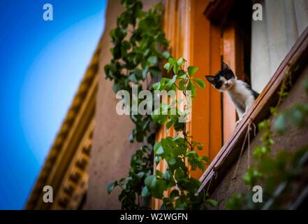 Peking, China Autonome Region Xinjiang Uygur. 9. Juli 2019. Eine Katze ist in der antiken Stadt Kashgar, Nordwesten Chinas Autonome Region Xinjiang Uygur, Juli 9, 2019. Credit: Zhao Ge/Xinhua/Alamy leben Nachrichten Stockfoto