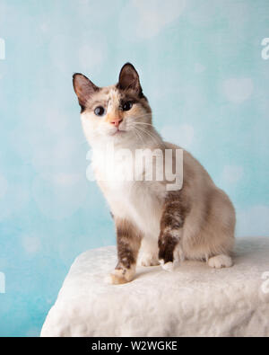 Siam Mix Cat im Studio Portrait Blau und Weiß Herz Hintergrund Stockfoto