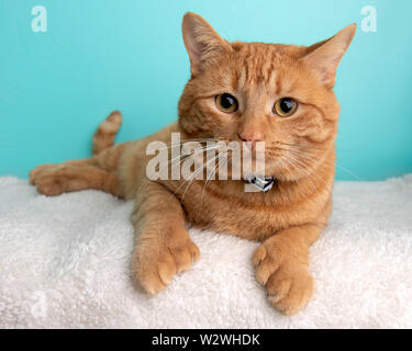 Orange Tabby Katze Portrait im Studio und das Tragen eines Bow Tie Stockfoto