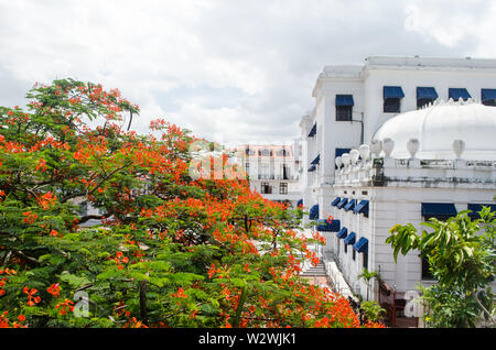 Blick vom französischen Plaza in der Casco Viejo, ein wunderschönes Flamboyant in der Blüte im Zentrum der Plaza mit leuchtend roten Blüten schmücken. Stockfoto