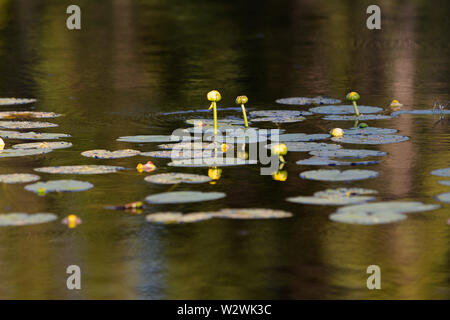 Lily Pads auf einem See im Sommer Stockfoto